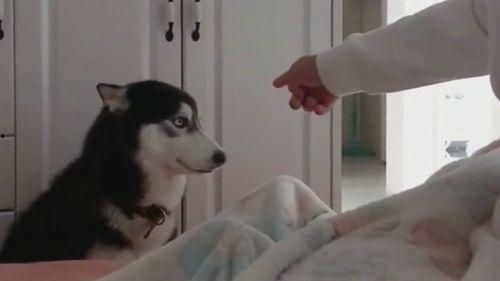 二哈吃瓜群众尬笑视频,萌态十足引网友爆笑