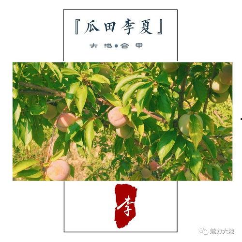 吃瓜群众瓜田李夏,揭秘吃瓜群众的夏日狂欢