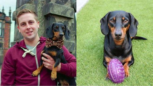 吃瓜群众训狗,告别调皮捣蛋