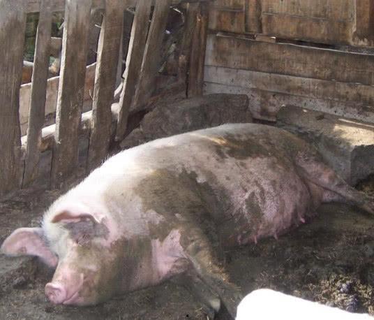 马加其猪神吃瓜群众视角,吃瓜群众的狂欢盛宴