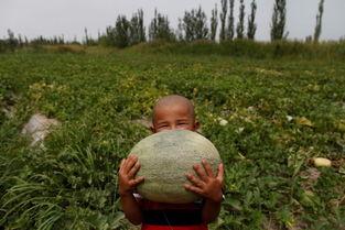 绿洲吃瓜群众,揭秘网络热议背后的真相与趣味