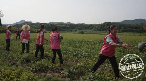 金山吃瓜群众在哪里