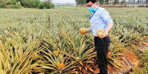 海南人吃瓜群众是谁说的话,揭秘网络热词背后的文化现象