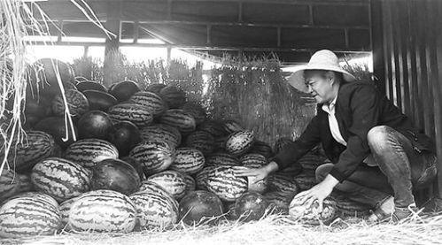 金乡吃瓜群众事件始末,一场网络舆论的风暴与反思