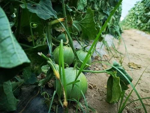 吃瓜群众山西运城,瓜果飘香，民俗风情浓