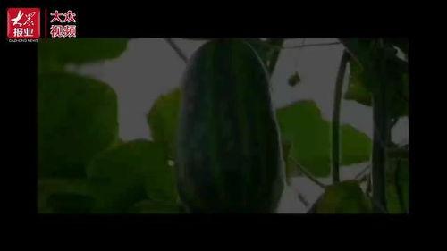 吃瓜群众是谁弄来的视频,吃瓜群众热议视频幕后真相，是谁精心策划的传播风暴？