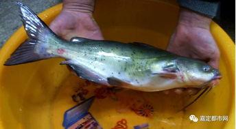 福建吃瓜群众捡鱼视频,意外捕获，渔获满满！