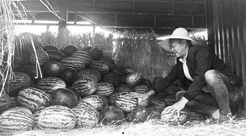 黄岭镇吃瓜群众事件视频,一场网络舆论的风暴与反思