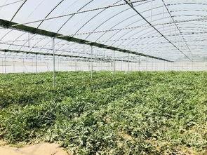 产业城吃瓜群众是什么,揭秘他们的生活与心声