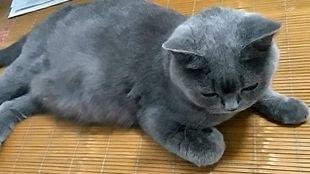 吃瓜群众小花猫视频,萌态可掬，趣味横生