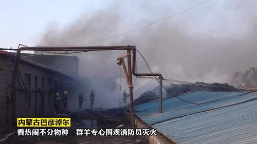 吃瓜群众看热闹不分物种,吃瓜群众看热闹不分物种众生相