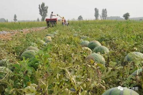 吃瓜群众种子怎么种植的,吃瓜群众教你轻松种植种子